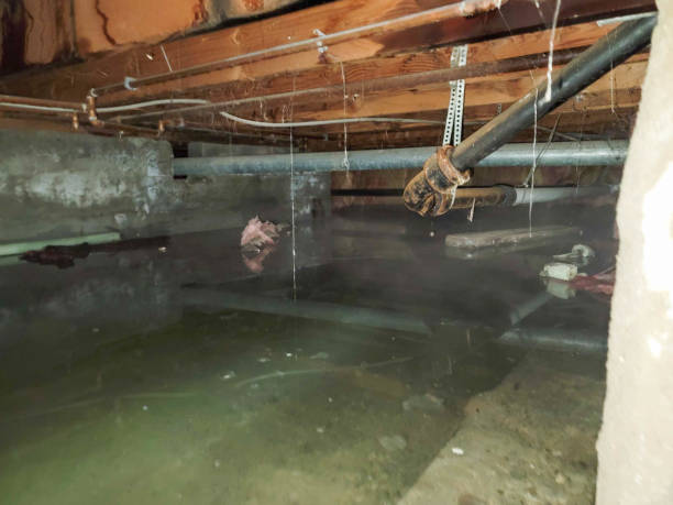 Best Water damage contractors near me  in Quitman, MS