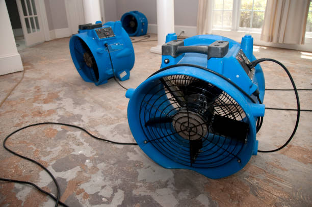 Best Water damage cleanup near me  in Quitman, MS
